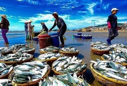 phai doan ec danh gia cao no luc cua viet nam trong chong khai thac hai san trai phep