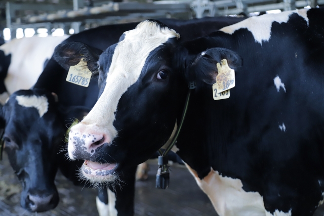 Bò sữa tại resort của Vinamilk cũng..."ăn Tết" bo sua tai resort cua vinamilk cungan tet