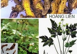 nhung cay thuoc chua hop chat berberin