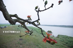 thang 3 ngan ngo voi hoa gao no