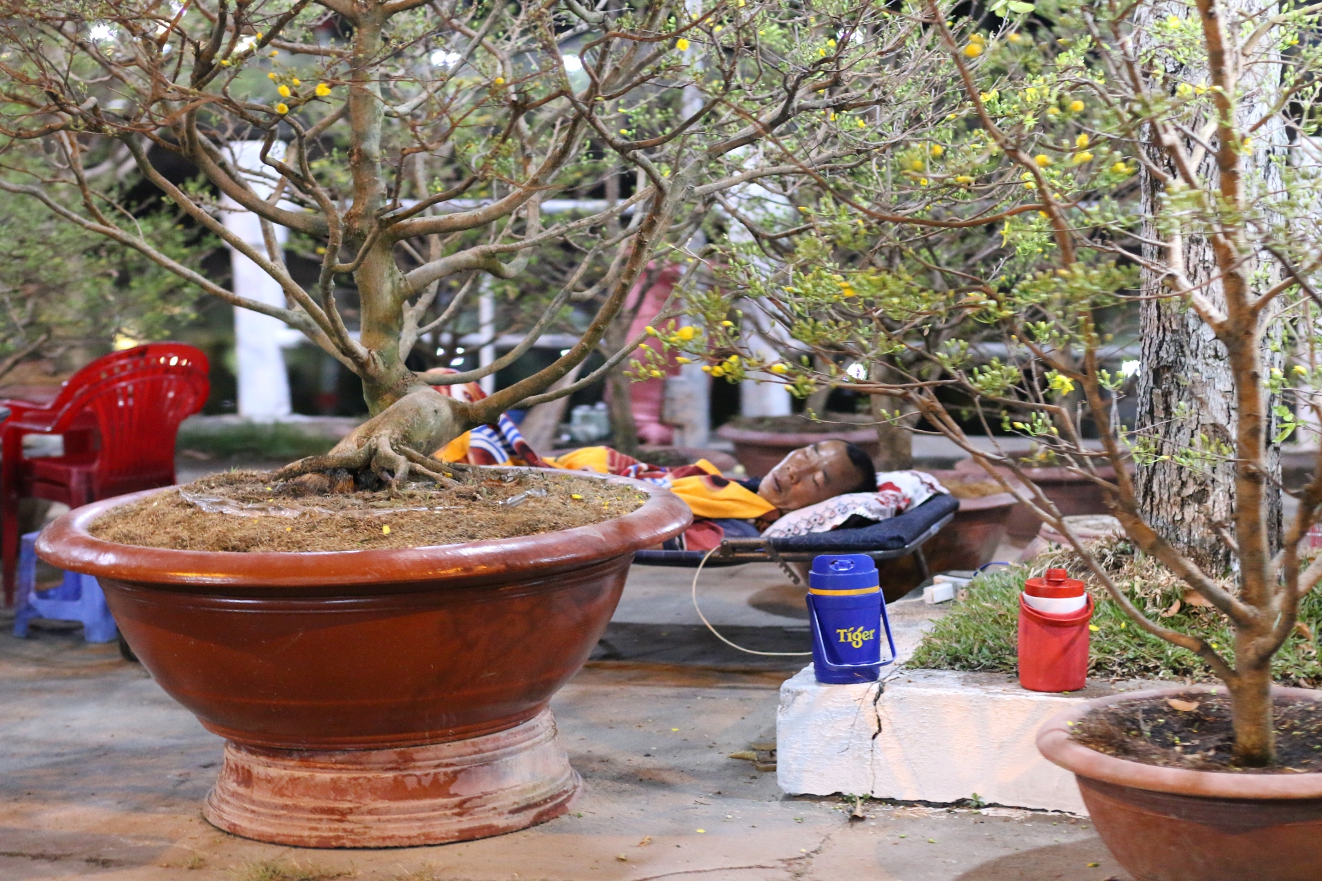 can canh nhung nguoi ban sac xuan giua tay do nhung ngay giap tet