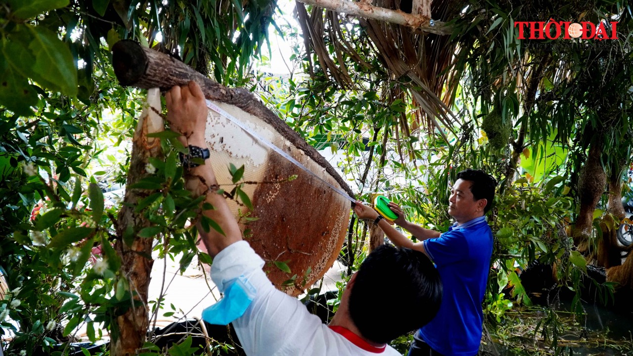 Cà Mau xác lập kỷ lục lẩu mắm và tổ ong lớn nhất Việt Nam