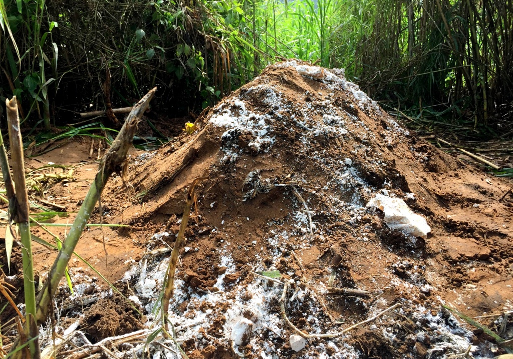 dan buc xuc viec chon heo chet gan khu dan cu o can tho