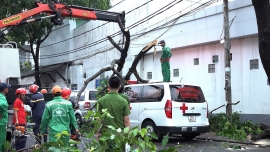nhieu cay xanh o tp can tho nga do trong mua giong khien hang chuc o to hu hong