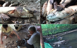Nước sông đen ngòm, gây ô nhiễm hàng ngàn hộ dân: Vẫn chưa xử phạt vì đang thanh tra