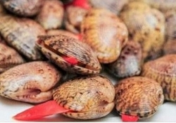 Bác tin đồn ăn sò lụa đỏ chết người trên mạng xã hội