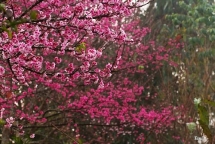 dao hoa anh dao hang nghin cay o dien bien