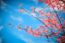 mai anh dao loai hoa bao hieu mua xuan cua da lat