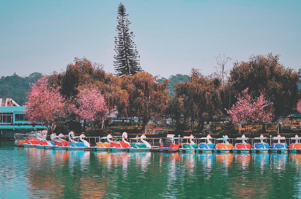 doi ngay to chuc le hoi vi hoa mai anh dao da lat chua no