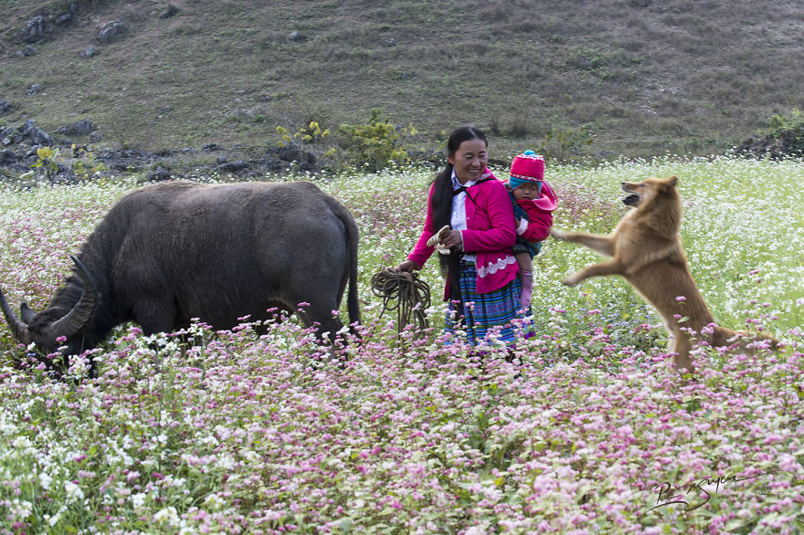 bo anh tuyet dep ve ngay tet cua dong bao dan toc hmong o moc chau