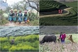 cau kinh 5d moc chau gay that vong khi vua khanh thanh