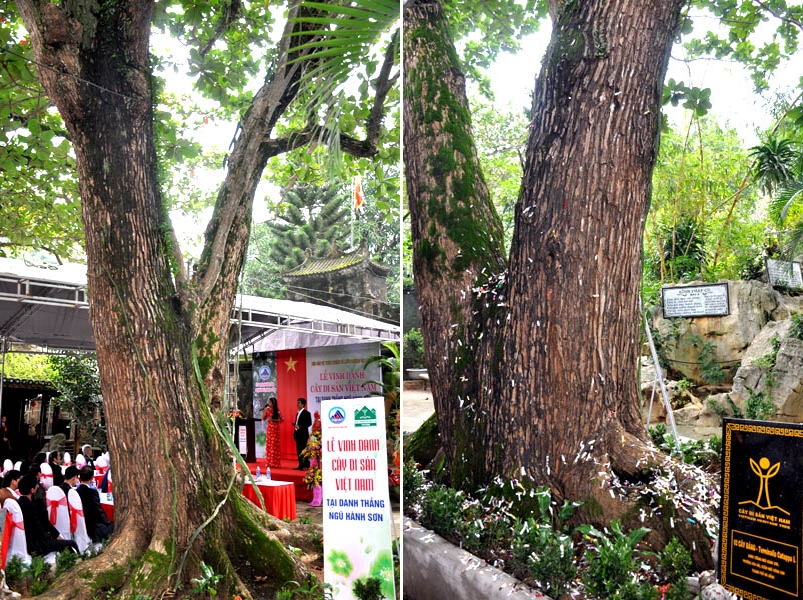 7 cay co thu tai danh thang ngu hanh son duoc vinh danh la cay di san