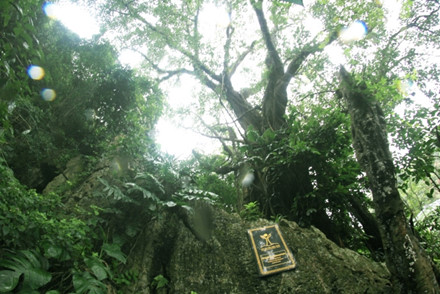 7 cay co thu tai danh thang ngu hanh son duoc vinh danh la cay di san
