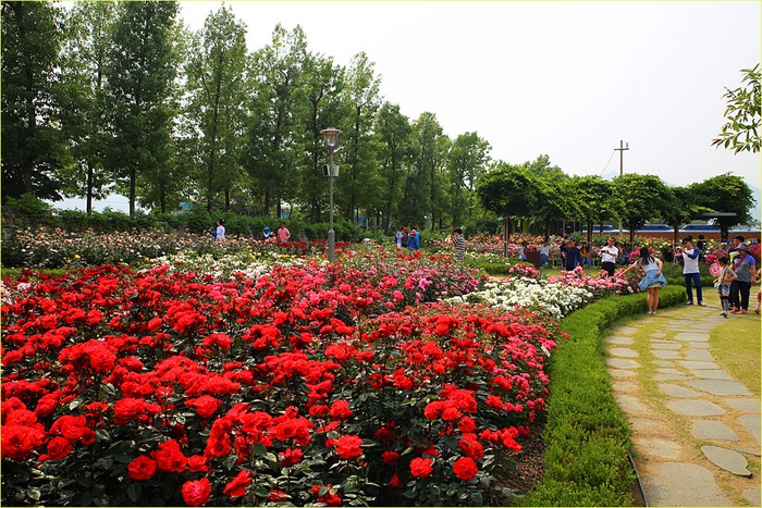 co mot thung lung hoa hong day me hoac o sa pa