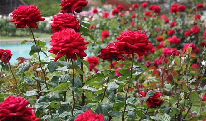 co mot thung lung hoa hong day me hoac o sa pa