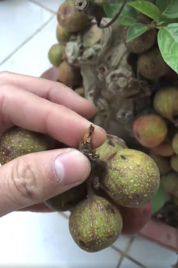 ha noi thanh nien mua cay sung dep don tet nao ngo mua nham cay fake toan keo con voi