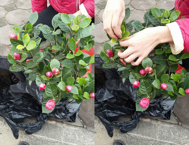 ha noi thanh nien mua cay sung dep don tet nao ngo mua nham cay fake toan keo con voi