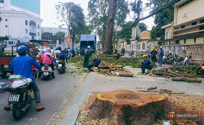 chum anh nguoi sai gon dat hoa hong tren goc nhung hang cay xanh bi don ha o duong ton duc thang