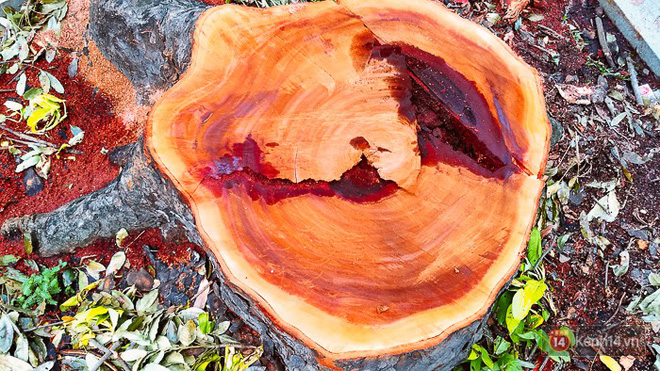 chum anh nguoi sai gon dat hoa hong tren goc nhung hang cay xanh bi don ha o duong ton duc thang