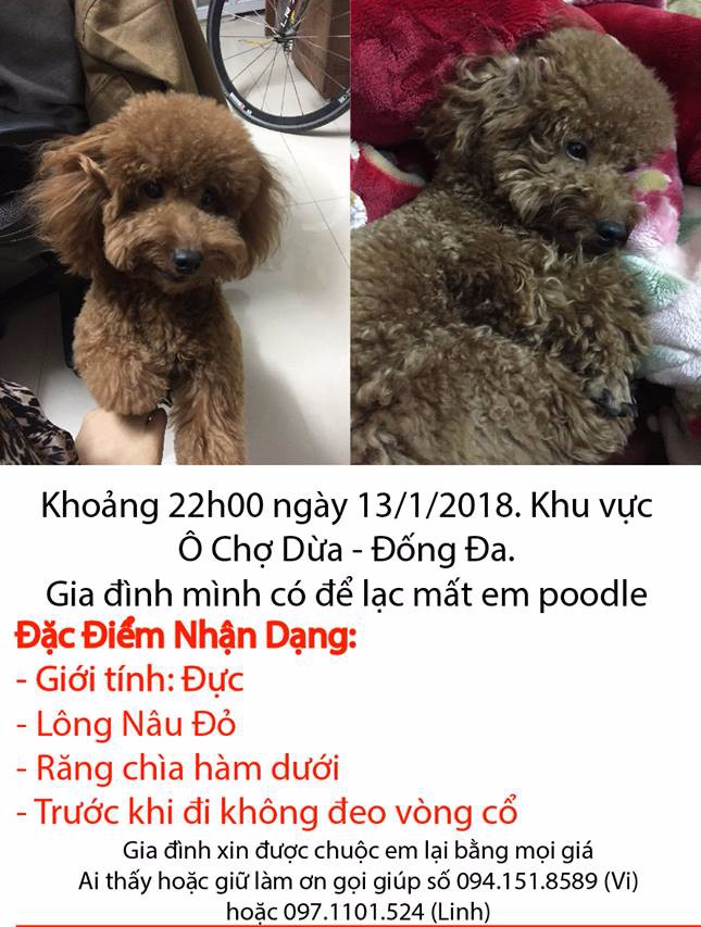 thanh nien lap fanpage va chay quang cao chi voi muc dich tim cho cung di lac