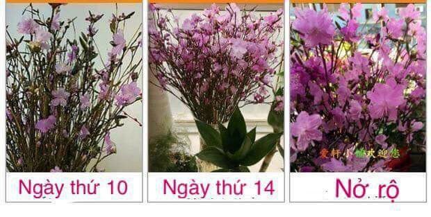 do quyen ngu dong dang duoc san lung trong dip tet 2018 doc hai den co nao