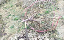 vuon dao tri gia hang tram trieu bong nhien bi ke la pha hoai khien nong dan mat tet