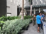 Chiến dịch “Cuộc sống xanh – Môi trường bền vững”: Hàng ngàn cây xanh đến tay dân cư TP.HCM
