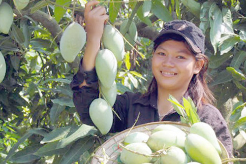 can cai cach the che de xuat khau nong san hai qua ngot