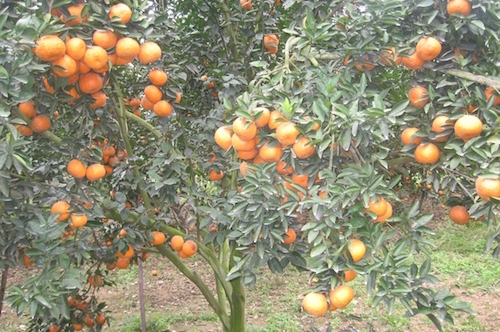 phat trien cam sanh ha giang vietgap