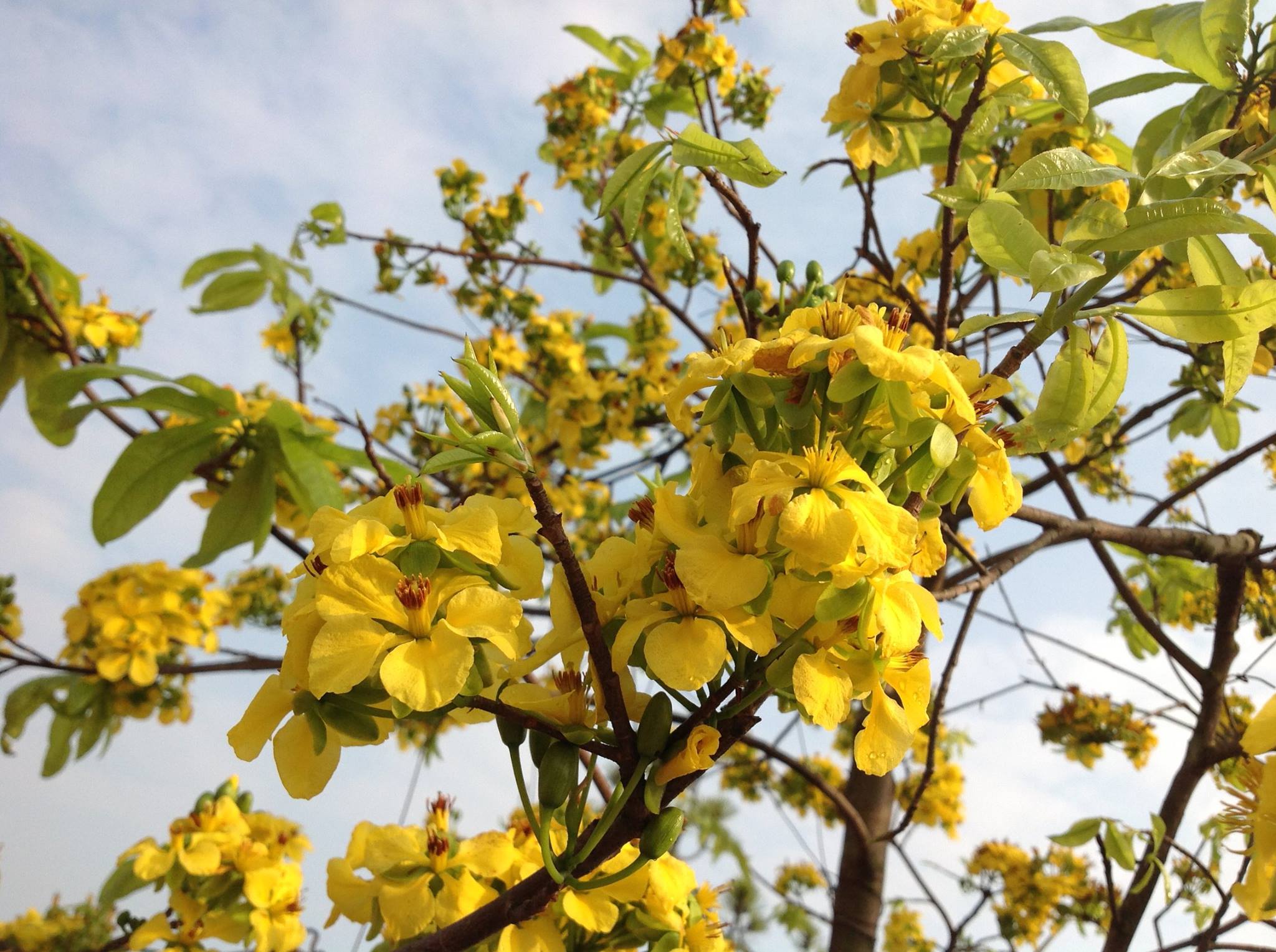 le hoi hoa anh dao nhat ban mai vang yen tu nam 2017