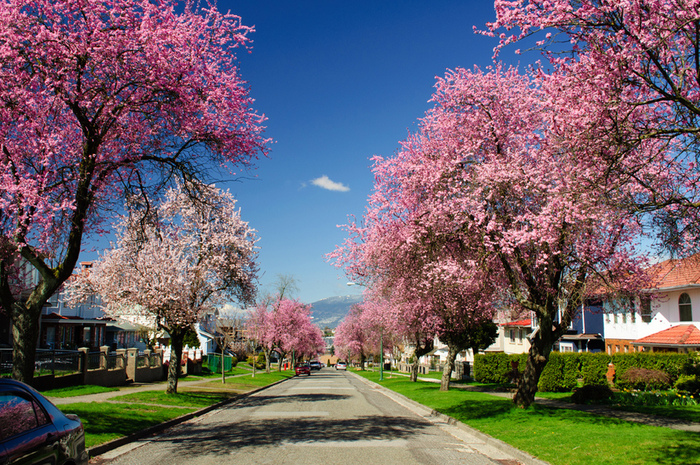 nhung dia diem thuong thuc hoa anh dao dep nhat the gioi