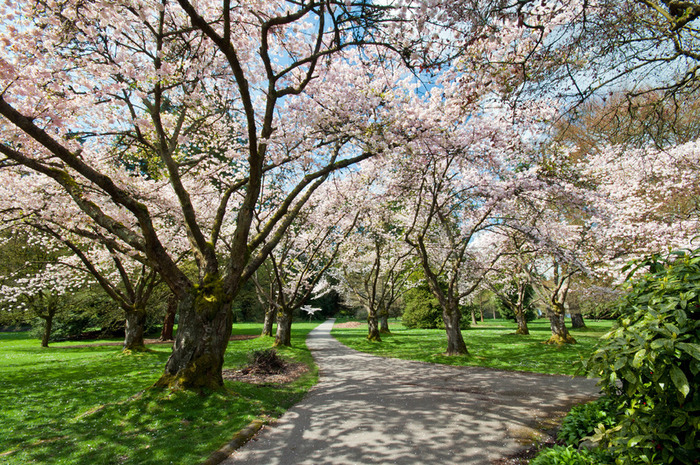 nhung dia diem thuong thuc hoa anh dao dep nhat the gioi