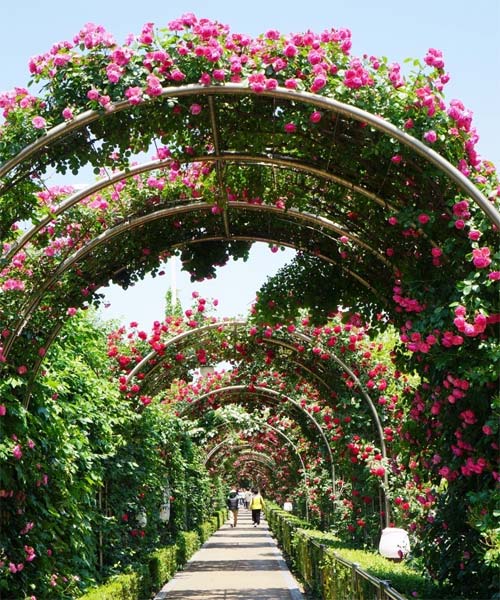 ha noi nghien cuu trong giong hoa hong dac sac cua bulgaria