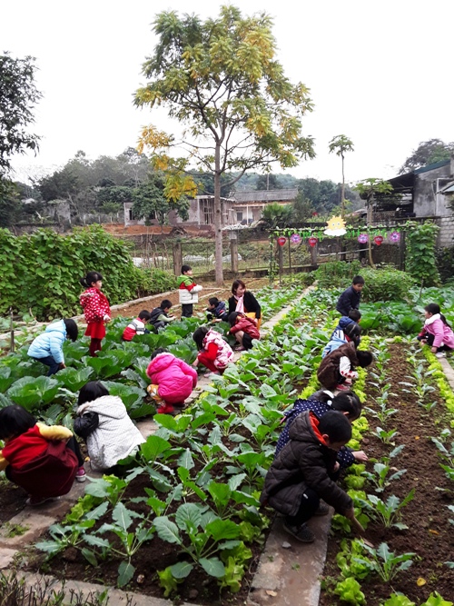 truong mam non hoa hong phat trien ben vung truong dat chuan quoc gia