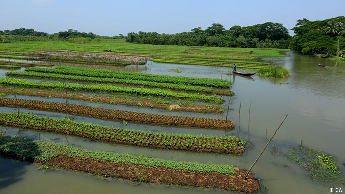 vuon noi mo hinh ung pho voi bien doi khi hau tai bangladesh