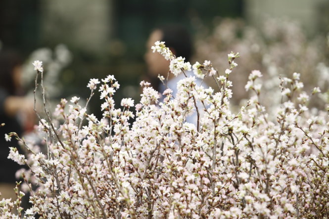 7000 canh hoa anh dao nhat ban sap khoe sac tai ha noi