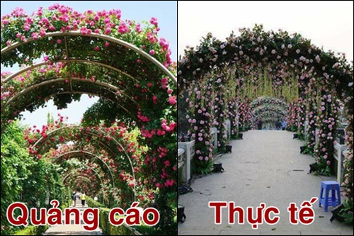 nhung hinh anh khong nhu mong doi tai le hoi hoa hong o ha noi