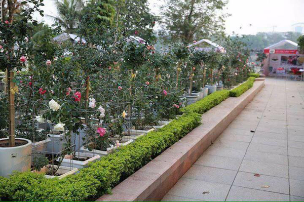 nhung hinh anh khong nhu mong doi tai le hoi hoa hong o ha noi