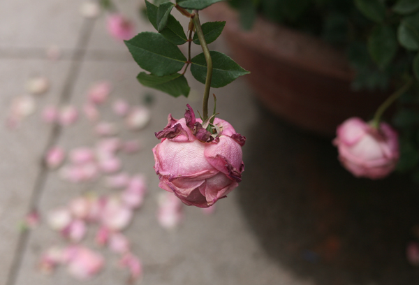 btc le hoi hoa hong bulgaria co ke xau pha hoai hoa roi dua hinh anh xau ve le hoi