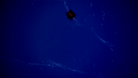 5 sinh vat song ky la moi duoc phat hien o day bien thai binh duong