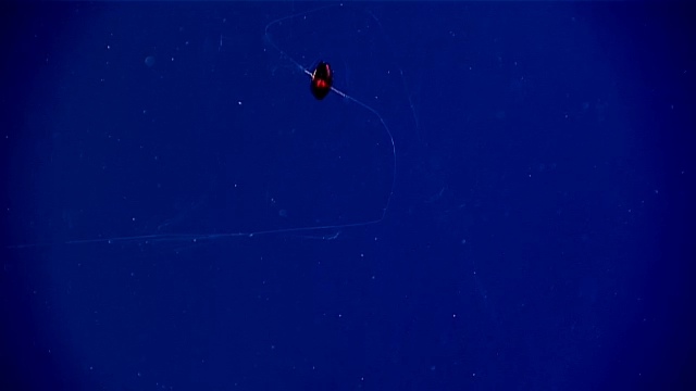 5 sinh vat song ky la moi duoc phat hien o day bien thai binh duong