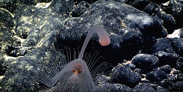 5 sinh vat song ky la moi duoc phat hien o day bien thai binh duong