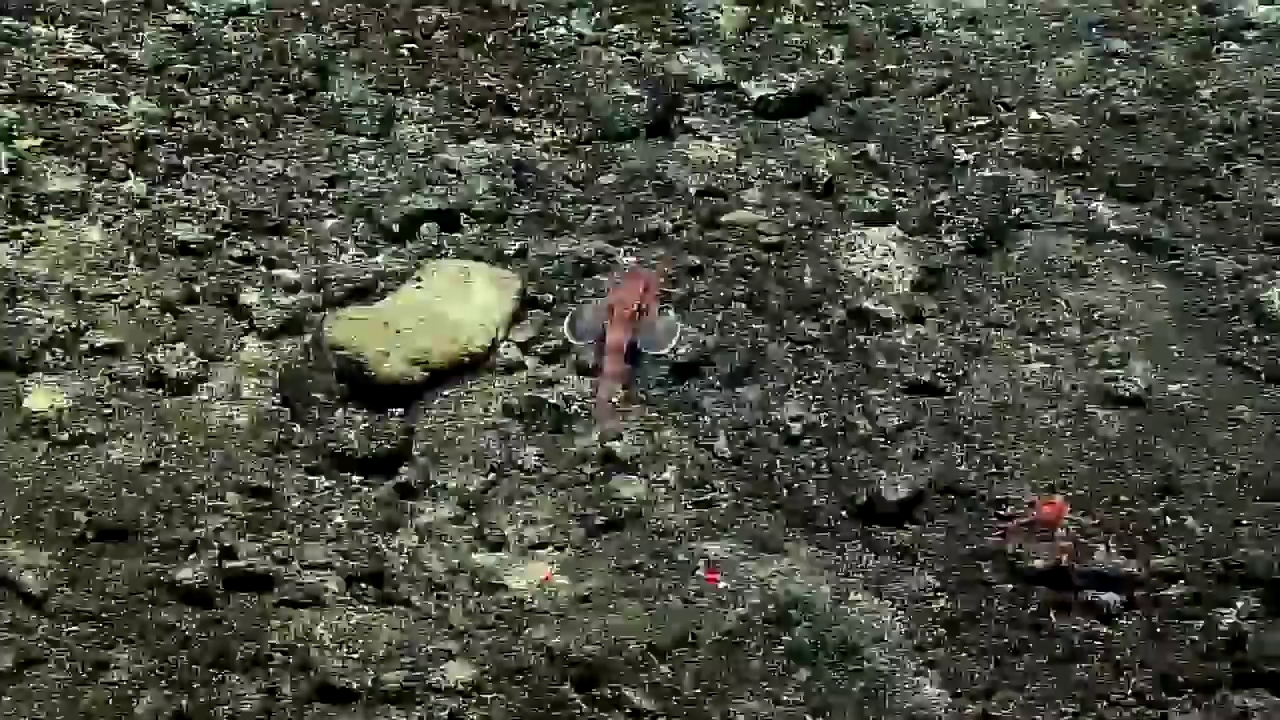 5 sinh vat song ky la moi duoc phat hien o day bien thai binh duong