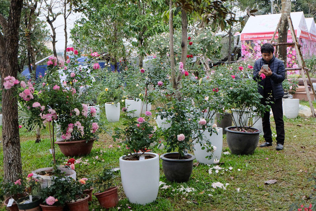 khach tham quan vang den bat ngo trong ngay cuoi cua le hoi hoa hong bulgaria