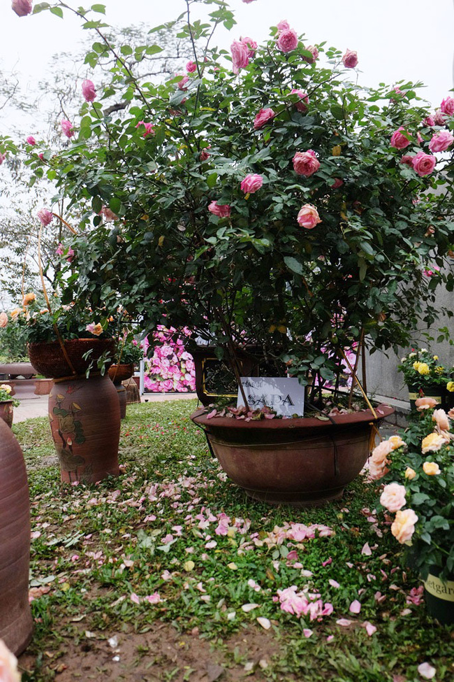 khach tham quan vang den bat ngo trong ngay cuoi cua le hoi hoa hong bulgaria