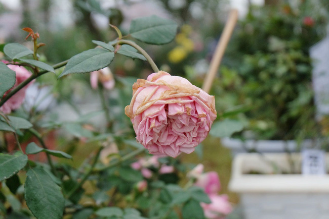 khach tham quan vang den bat ngo trong ngay cuoi cua le hoi hoa hong bulgaria