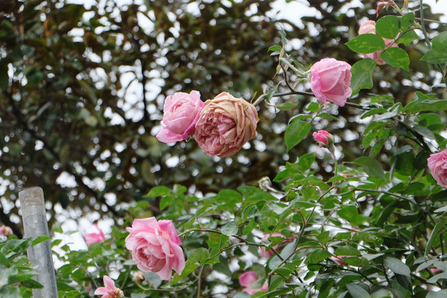 khach tham quan vang den bat ngo trong ngay cuoi cua le hoi hoa hong bulgaria