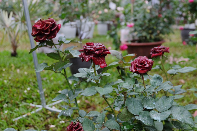 khach tham quan vang den bat ngo trong ngay cuoi cua le hoi hoa hong bulgaria