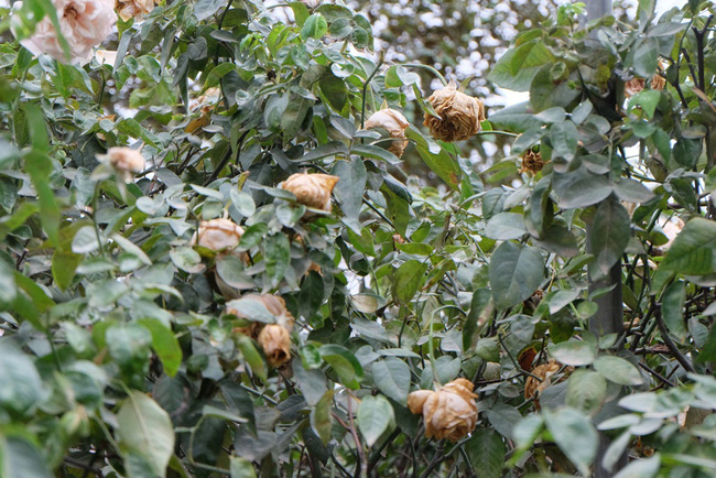 khach tham quan vang den bat ngo trong ngay cuoi cua le hoi hoa hong bulgaria