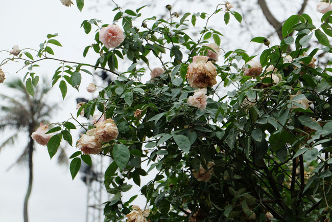 khach tham quan vang den bat ngo trong ngay cuoi cua le hoi hoa hong bulgaria